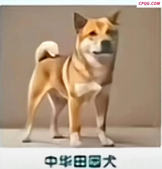 中华田园犬为何是禁养犬 多地政策调整引发热议