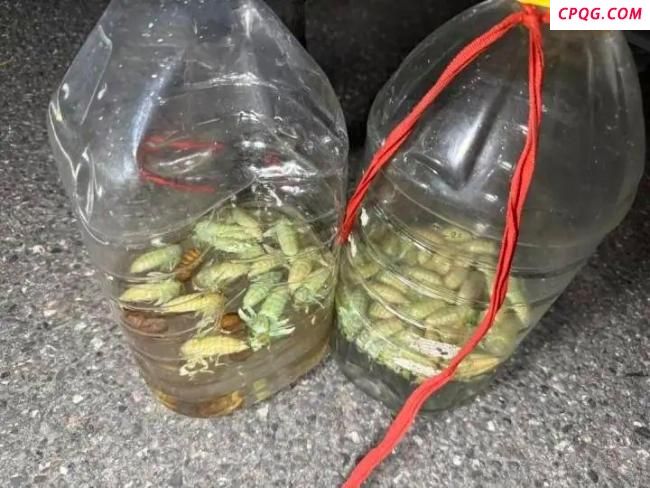 小伙跑杭州抓知了一天净赚2000 市场需求火爆