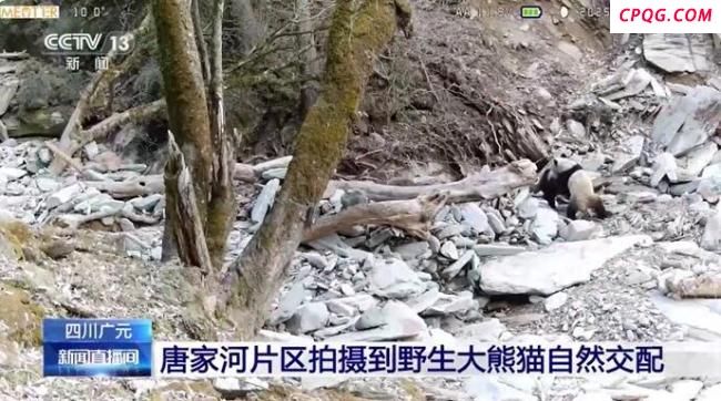 野生雄性大熊猫独特求偶行为被拍到