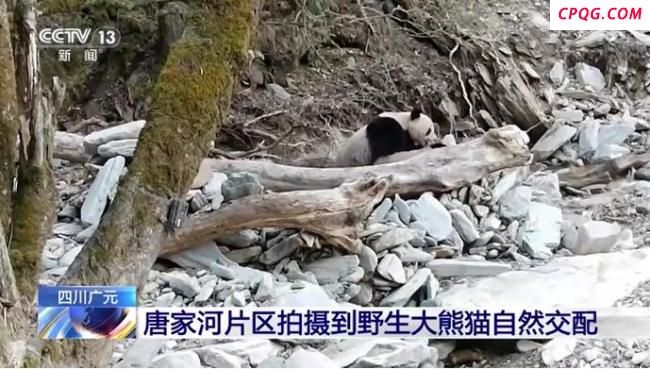 野生雄性大熊猫独特求偶行为被拍到 珍贵影像记录自然交配