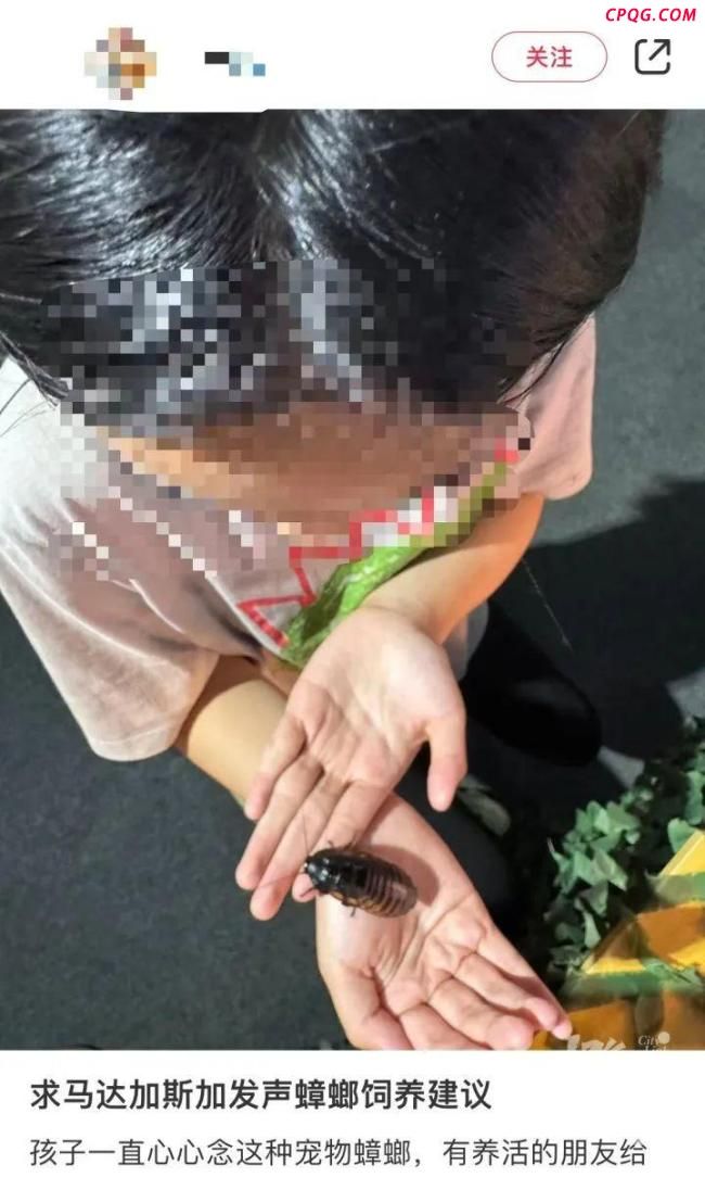 业主错杀邻居所养的宠物螳螂 邻里因异宠起争执