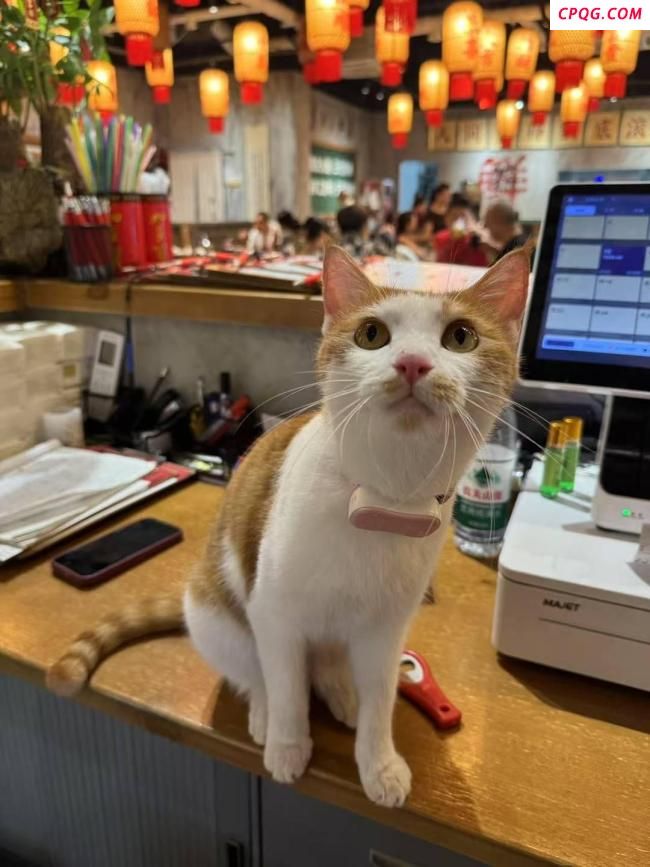 重庆一猫咪火锅店供流浪猫食宿走红