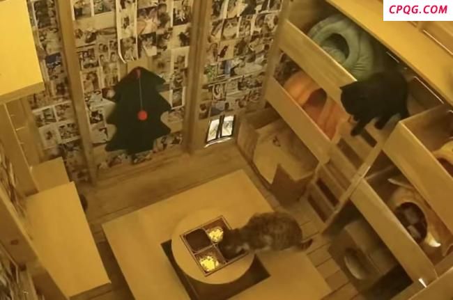 重庆一猫咪火锅店供流浪猫食宿走红 豆豆带来的温暖
