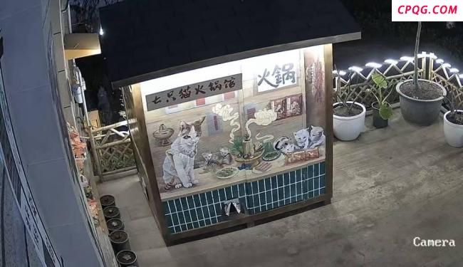 重庆一猫咪火锅店供流浪猫食宿走红 豆豆带来的温暖