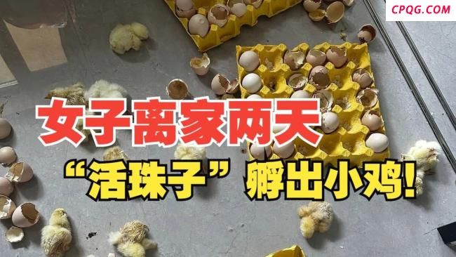女子离家2天3箱活珠子孵出满屋小鸡