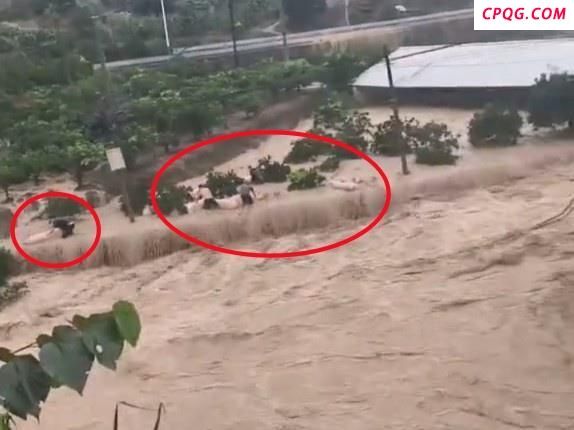 养猪场老板在洪水中苦苦支撑抢救猪仔