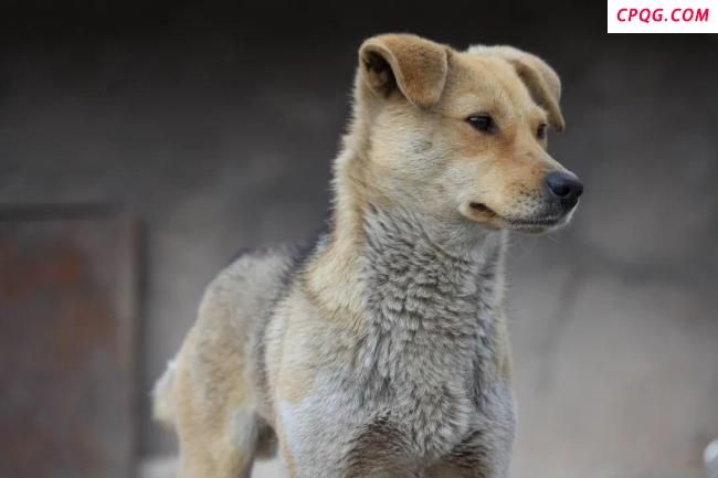 中华田园犬为何被这些城市拒之门外
