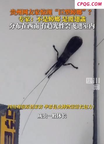 有网友家中出现“巨型蟑螂”