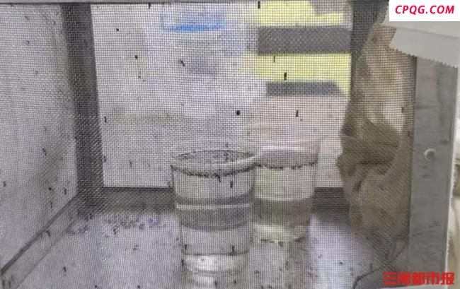 今年蚊子不是变少了只是热“懒”了 高温降低蚊虫活跃度