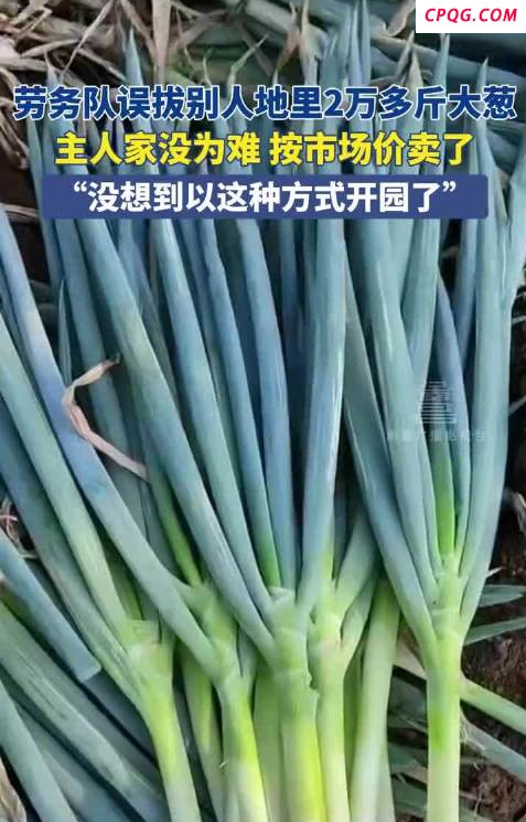 劳务队误拔别人地里2万多斤大葱