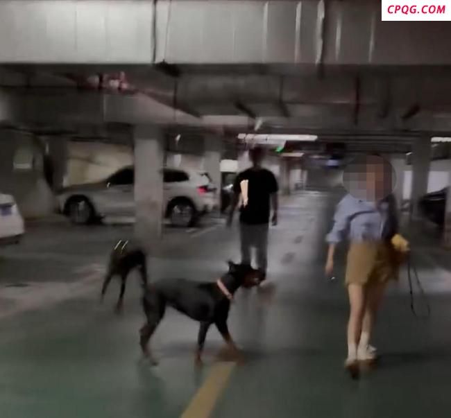 路人与未拴绳杜宾犬主人激烈争吵 争执因安全隐患升级