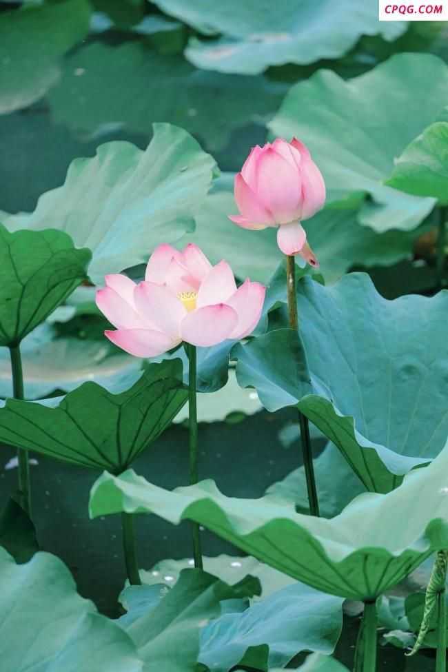 今日大暑夏天的最后一个节气