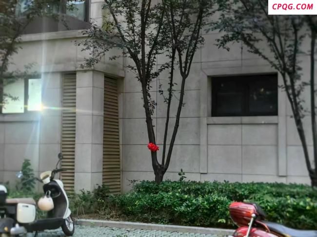 坠楼生还男童父亲给树系红花 奇迹生还引发关注
