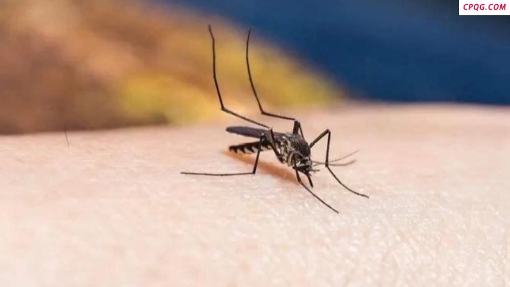 世卫组织警告基孔肯雅热或流行：病毒有何特性？如何检测？