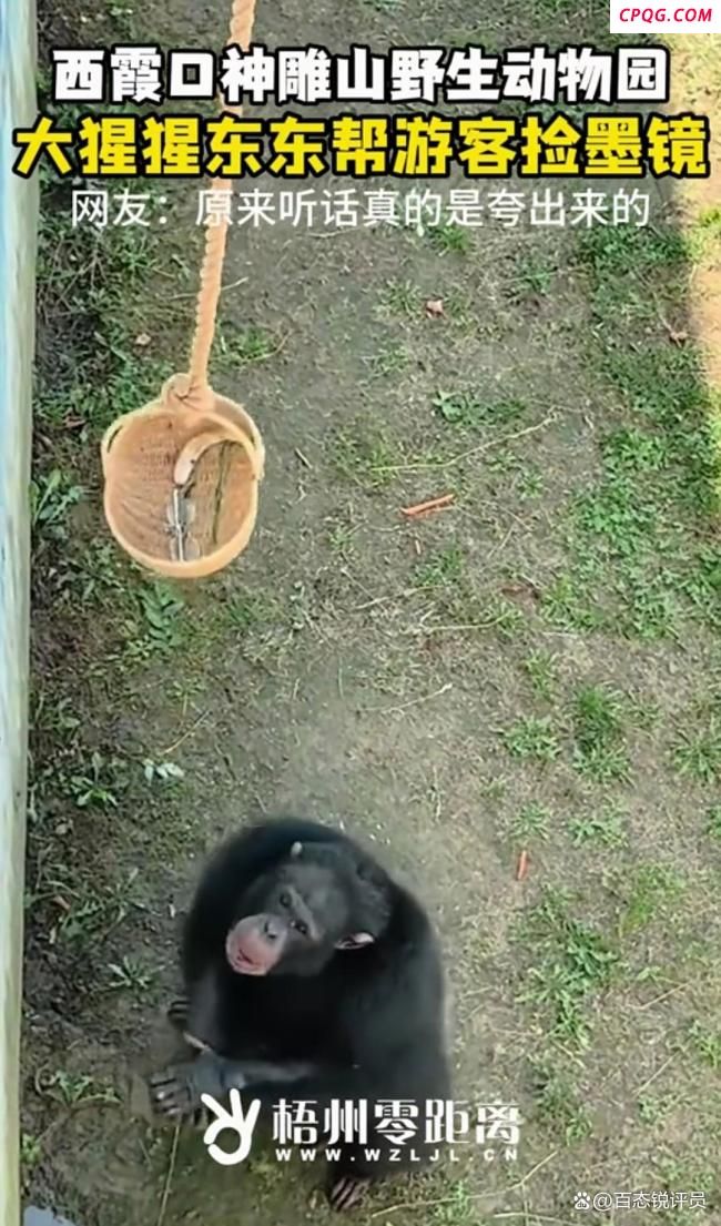 游客眼镜掉落猩猩帮捡回 暖心一幕获网友点赞