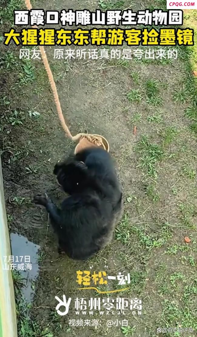游客眼镜掉落猩猩帮捡回 暖心一幕获网友点赞