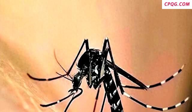 比普通蚊子更毒花蚊子从哪来