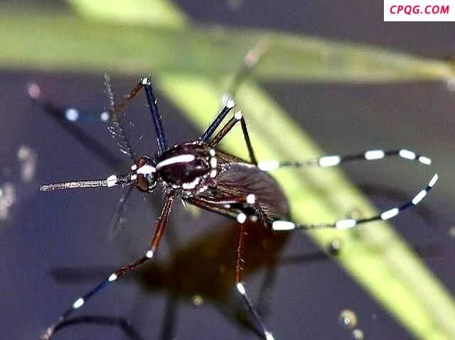 比普通蚊子更毒花蚊子从哪来 东南亚入侵者扩散记