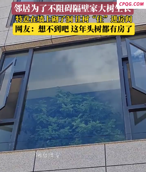 邻居为不破坏隔壁家的树 特意砌了个洞让树“住”进房间