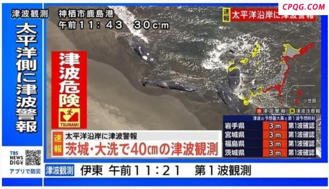 日本千叶县4头鲸鱼同时搁浅 罕见景象引发关注