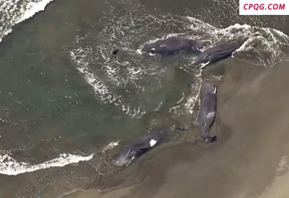 日本千叶县4头鲸鱼同时搁浅