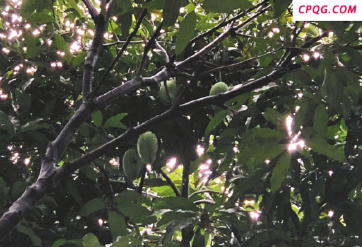绿化带芒果掉落砸伤女子右眼 林园部门：已开展坠果清理被砸伤会理赔