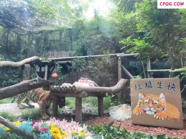 上海动物园小老虎“红糖”生日来了 粉丝热情庆祝
