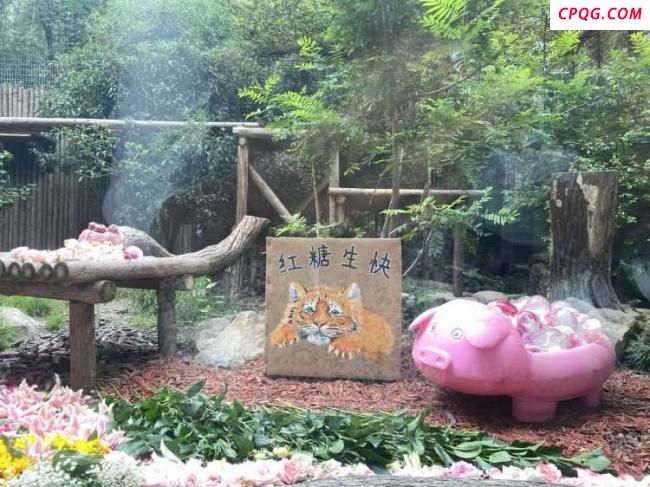 上海动物园小老虎“红糖”生日来了