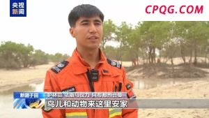 引冰川融水 16.8万亩胡杨林“轮灌”焕生机