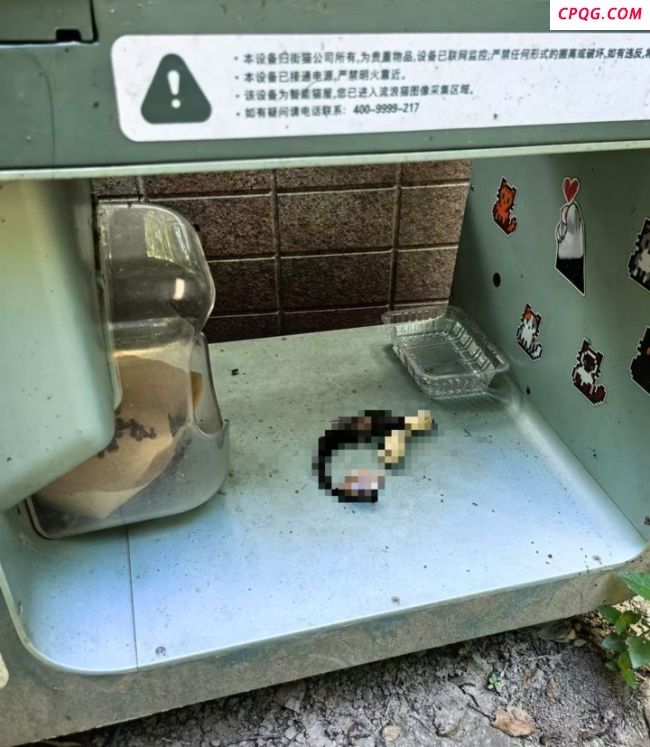 多方回应上海一小区猫屋现猫尸残骸