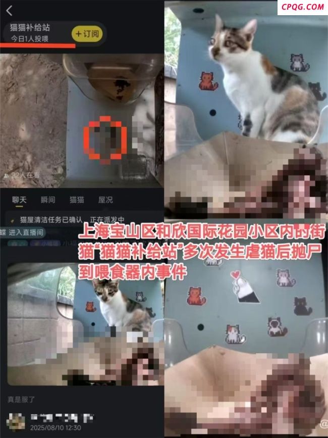 多方回应上海一小区猫屋现猫尸残骸 恶行引发公众愤慨