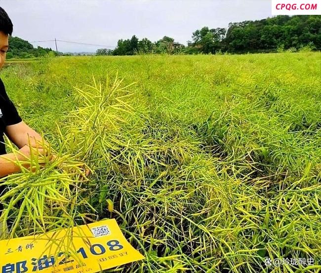 中方为何时隔一年对加拿大进行反制 精准打击的背后考量