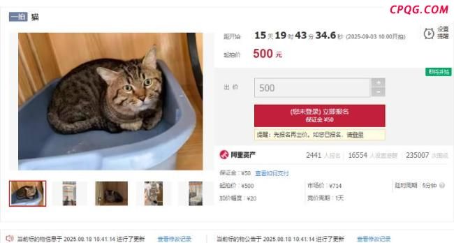 多方回应法院500元起拍狸花猫