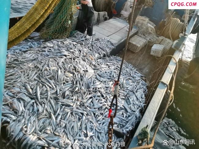 开海第一网捞8000斤船长合不拢嘴 青岛海鲜自由归来