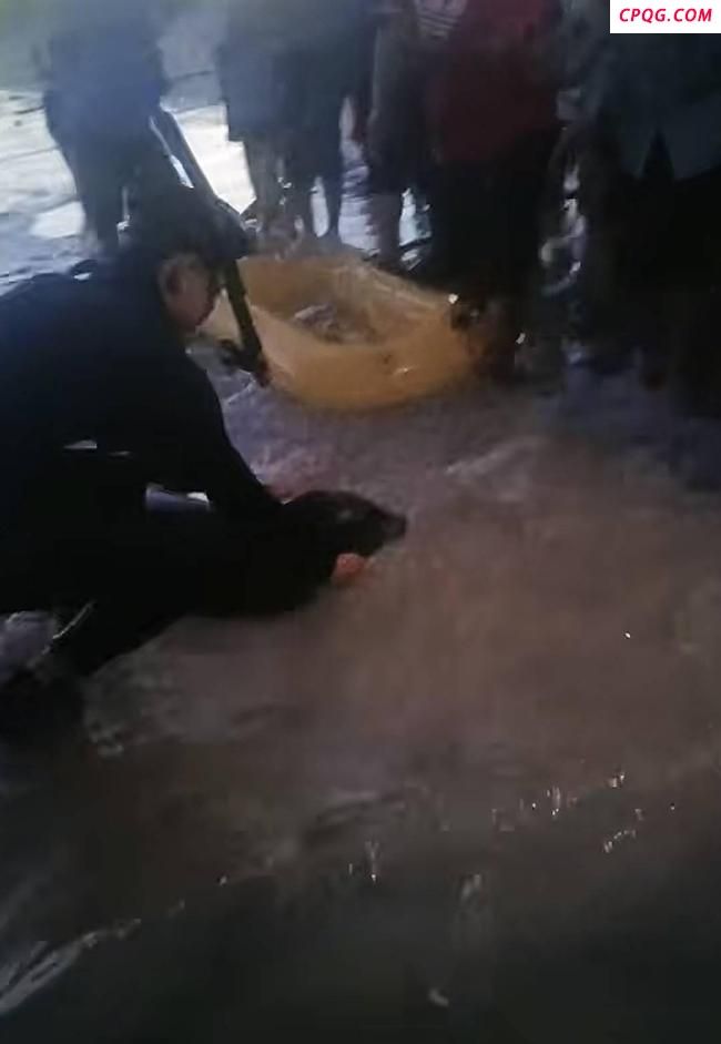 海南文昌野生海豹走红后遭围堵 不文明行为引关注