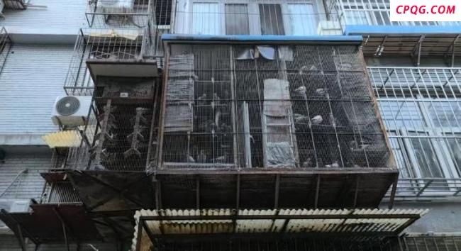 和平鸽每只有15元“工资” 揭秘放飞背后的故事