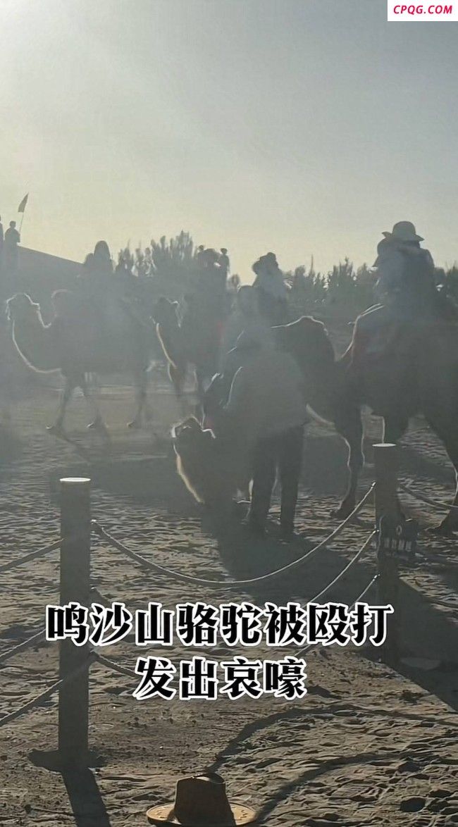 游客称拍骆驼挨打被要求删视频 景区回应非虐待