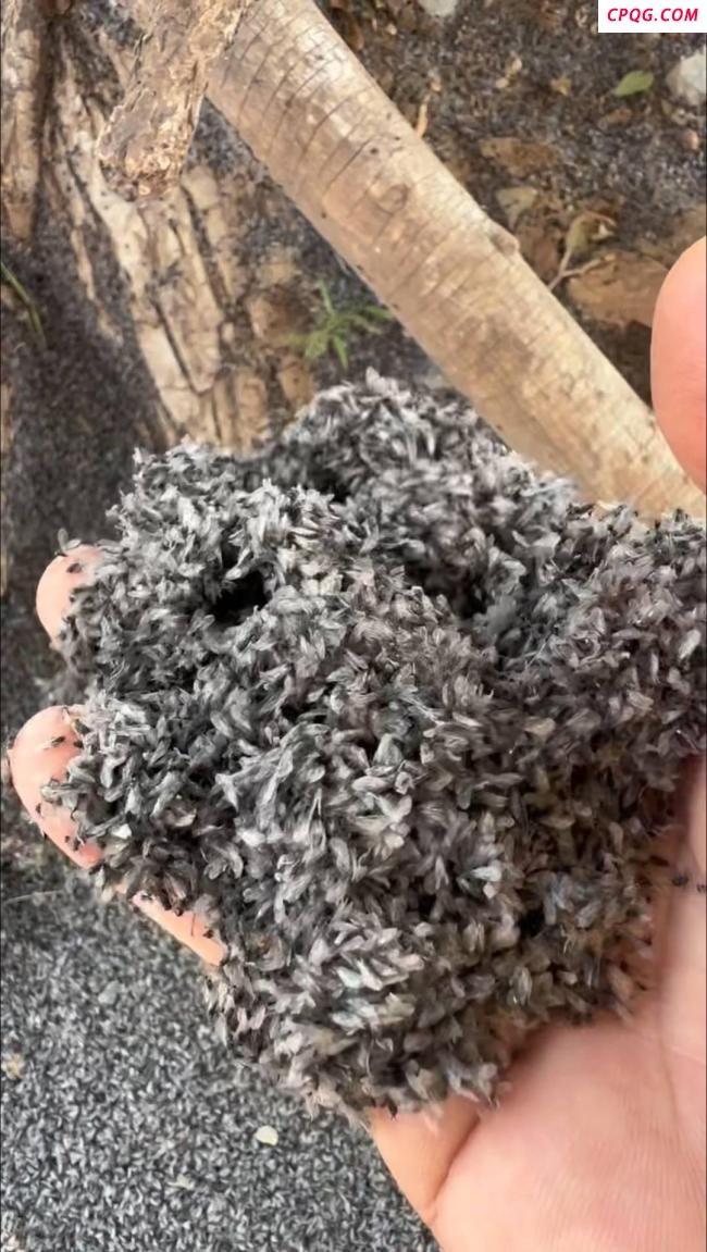 内蒙古草原上成片飞虫聚集 专家回应 白粉虱纷飞无须恐慌
