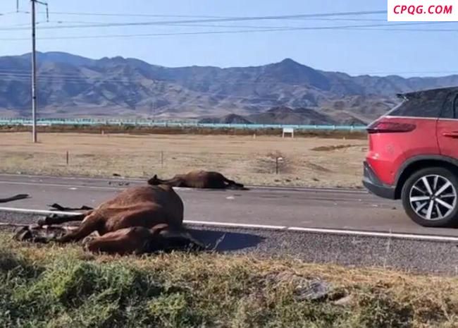 游客自驾撞到马群致6匹马死亡