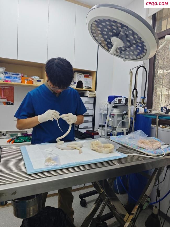 女孩10元买仓鼠手术花费700元 异宠医院的精细诊疗