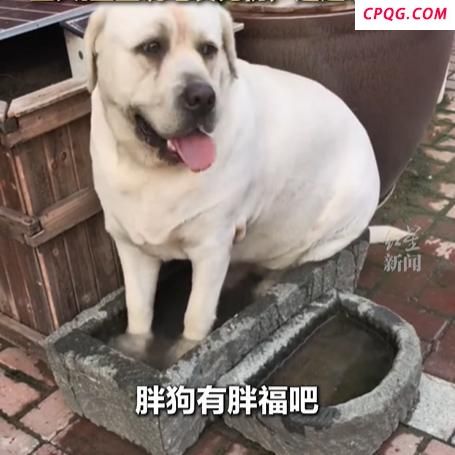 128斤胖狗被车碾压 众人抬车救狗 狗狗毫发无伤引发热议