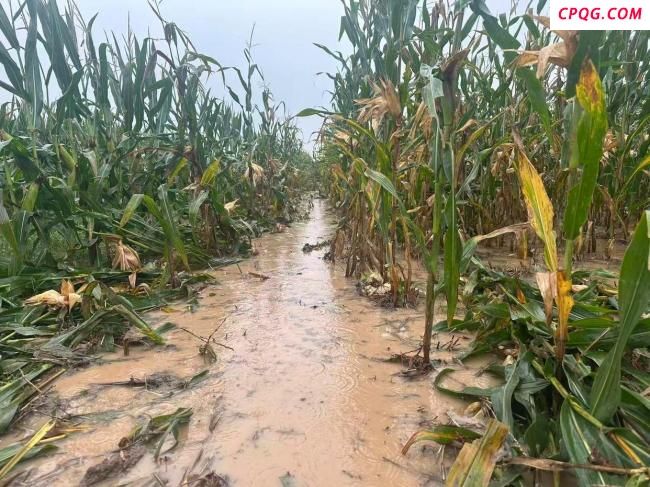 河南玉米收获季遇持续阴雨