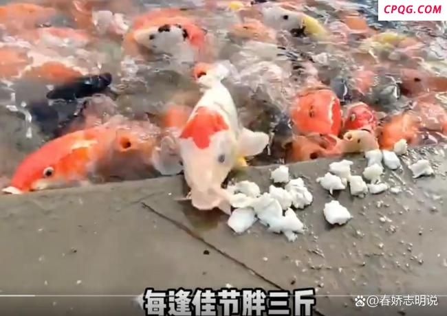趵突泉胖锦鲤疑病重 过度投喂惹祸
