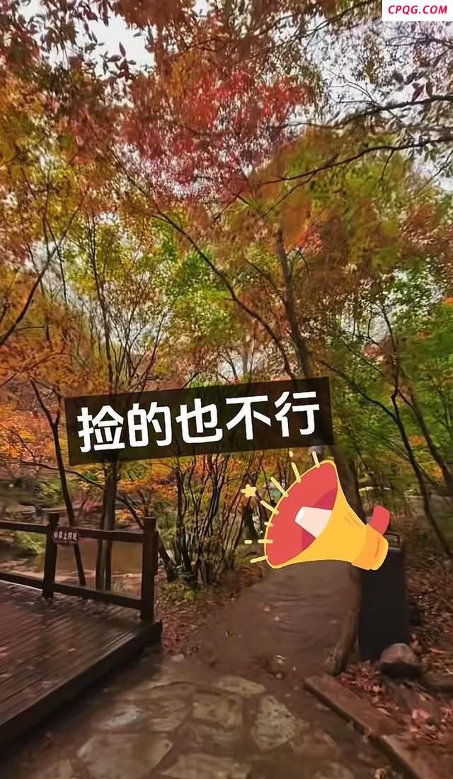 景区称禁止捡枫叶为保护自然环境
