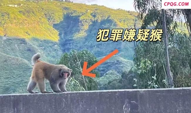 男子路边停车休息遭野猴入车袭击
