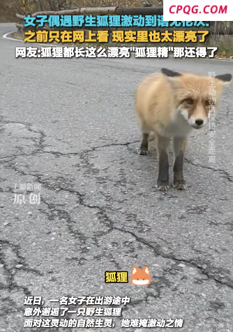 女子遇野生狐狸激动到语无伦次