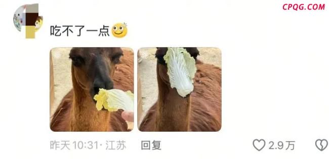 假期动物园内动物已吃出“工伤” 游客过度投喂引关注