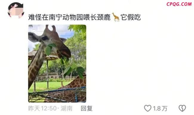 假期动物园内动物已吃出“工伤” 游客过度投喂引关注