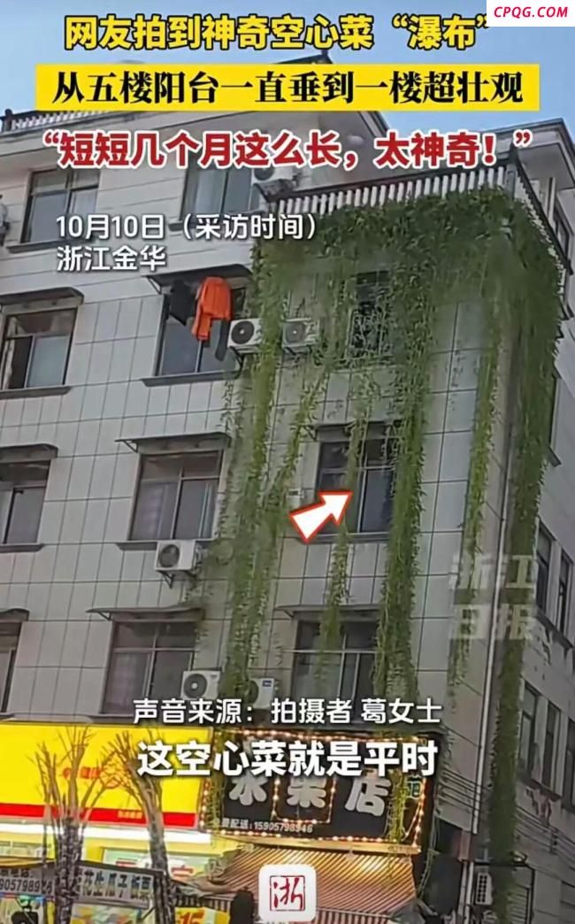 浙江一居民楼出现空心菜“瀑布”