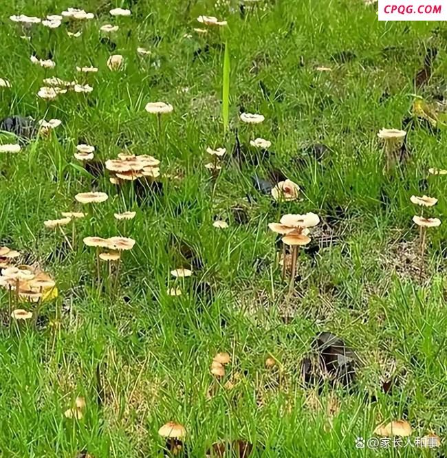 西安持续降雨 绿化带长野生蘑菇